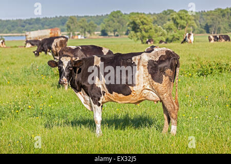 Grasende Kühe auf einer grünen Sommerwiese. Stockfoto