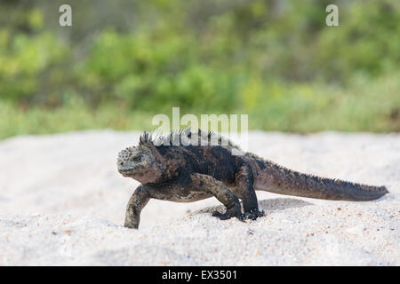 Eine Galapagos Marine Iguana trabt über weißen Sand auf Isla Santa Cruz. Stockfoto