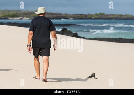 Ein Mann schlendert am Strand neben einem Galapagos marine Iguana. Stockfoto