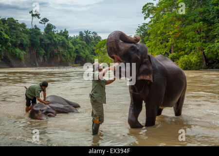 Park Ranger baden Elefanten in einem Elefantenlager, das von der Conservation Response Unit (CRU) - Gunung Leuser National Park, in Tangkahan, Indonesien, geleitet wird. Stockfoto