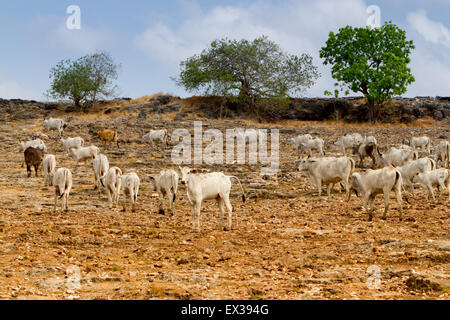 Rinder in einer trockenen, felsigen Landschaft während der Trockenzeit in Ost-Sumba, Ost-Nusa Tenggara, Indonesien. Stockfoto