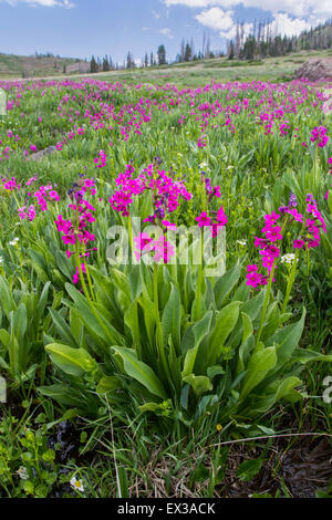 Parrys Primel (Primula Parryi) des Gehirns Kopf Höhepunkt, Iron County, Utah, Vereinigte Staaten von Amerika Stockfoto