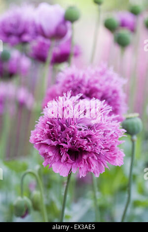 Papaver Somniferum. Lila Mohn in einem englischen Garten. Stockfoto