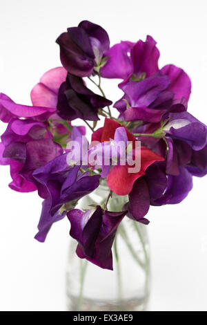 Platterbse man. Sweet Pea Blumen in einer Glasvase auf einem weißen Hintergrund. Stockfoto