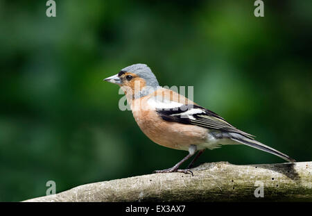 Einzigen männlichen Buchfinken thront auf Zweig. Stockfoto