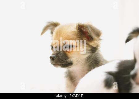 Chihuahua Stockfoto