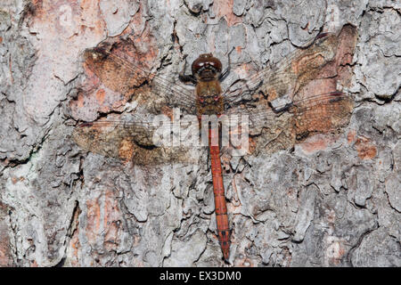 Vagrant Darter (Sympetrum Vulgatum), männliche in Sonne auf Kiefer, Lüneburg Heath, Niedersachsen, Deutschland Stockfoto