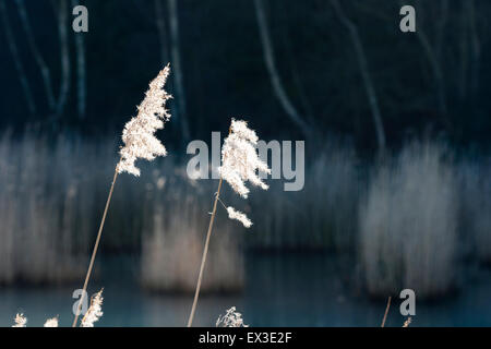 Moody atmosphärischen am frühen Morgen Szene, zwei blühende Schlitten gras Halme gegen den dunklen Hintergrund der Schellen des Schlittens, Wasser und Bäumen. Stockfoto