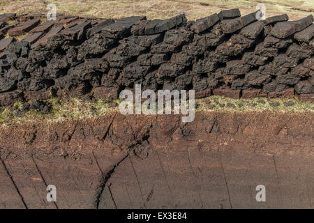 Schneiden von Torf auf ein Torfmoor, Yell, Shetland Islands, Schottland, Vereinigtes Königreich Stockfoto