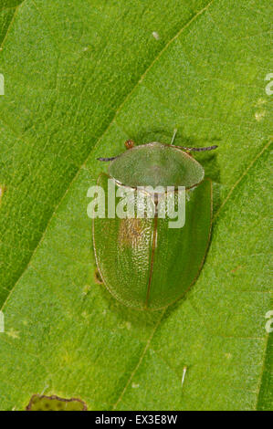 Grüne Schildkröte Käfer (Cassida Viridis) ruhen, Baden-Württemberg, Deutschland Stockfoto