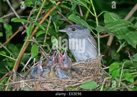 Eurasische Mönchsgrasmücke (Sylvia Atricapilla), Männlich, im Nest mit Küken, Baden-Württemberg, Deutschland Stockfoto