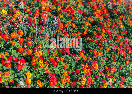 Blumen Lantana Lantana camara, Kreta, Griechenland, Europa Stockfoto