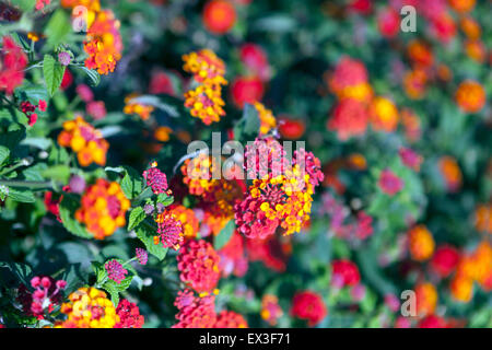 Blüten der Wandelröschen (Lantana Camara), Kreta, Griechenland, Europa Stockfoto