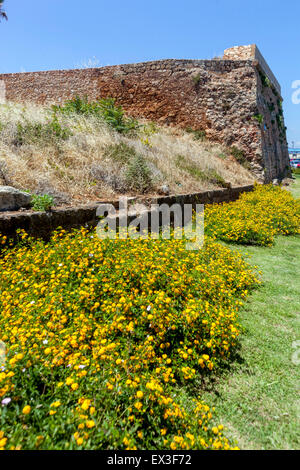 Blumen Lantana Lantana camara Chania, Kreta, Griechenland, Europa Stockfoto