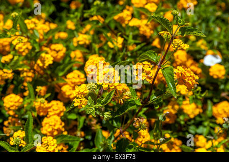 Gelbe Lantana Blüten (Lantana Camara), Kreta, Griechenland, Europa Stockfoto