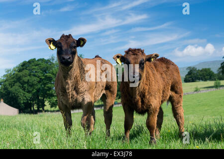 Junge kommerzielle Rindfleisch Kälber, auf der Weide. Cumbria, UK. Stockfoto