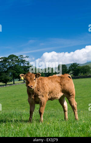 Junge kommerzielle Rindfleisch Kälber, auf der Weide. Cumbria, UK. Stockfoto