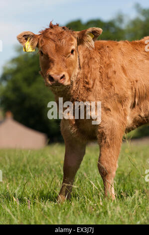 Junge kommerzielle Rindfleisch Kälber, auf der Weide. Cumbria, UK. Stockfoto