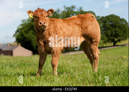 Junge kommerzielle Rindfleisch Kälber, auf der Weide. Cumbria, UK. Stockfoto