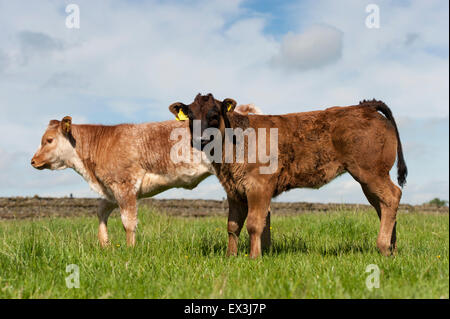 Junge kommerzielle Rindfleisch Kälber, auf der Weide. Cumbria, UK. Stockfoto