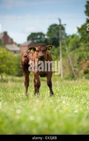 Junge kommerzielle Rindfleisch Kälber, auf der Weide. Cumbria, UK. Stockfoto