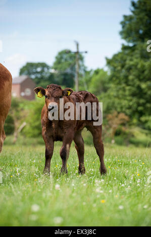 Junge kommerzielle Rindfleisch Kälber, auf der Weide. Cumbria, UK. Stockfoto