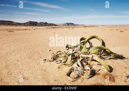 Erstaunliche Wüstenpflanze, lebendes Fossil Welwitschia Mirabilis in Namib-Wüste Stockfoto