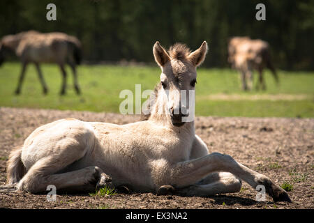 DEU, Deutschland, Nordrhein-Westfalen, Münsterland, Region, Dülmen, Brumbies im Merfelder Bruch.  DEU, Deutschland, Nordrhe Stockfoto