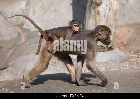 Weibliche Hamadryas Pavian (Papio Hamadryas) mit einem Baby auf dem Rücken im Frankfurter Zoo in Frankfurt Am Main, Hessen, Deutschland. Stockfoto