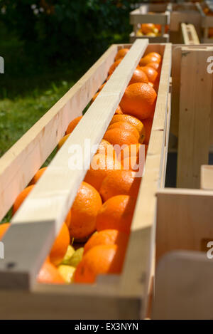 viel reifer Orangen in Holzkisten Stockfoto