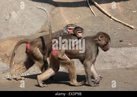 Weibliche Hamadryas Pavian (Papio Hamadryas) mit einem Baby auf dem Rücken im Frankfurter Zoo in Frankfurt Am Main, Hessen, Deutschland. Stockfoto