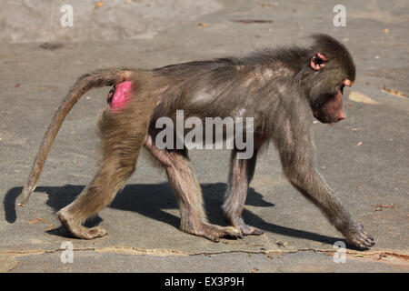 Junge männliche Hamadryas Pavian (Papio Hamadryas) im Frankfurter Zoo in Frankfurt Am Main, Hessen, Deutschland. Stockfoto