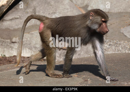 Junge männliche Hamadryas Pavian (Papio Hamadryas) im Frankfurter Zoo in Frankfurt Am Main, Hessen, Deutschland. Stockfoto