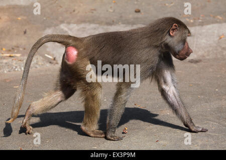 Junge männliche Hamadryas Pavian (Papio Hamadryas) im Frankfurter Zoo in Frankfurt Am Main, Hessen, Deutschland. Stockfoto