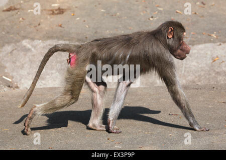 Junge männliche Hamadryas Pavian (Papio Hamadryas) im Frankfurter Zoo in Frankfurt Am Main, Hessen, Deutschland. Stockfoto