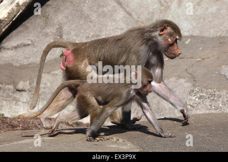 Weibliche Hamadryas Pavian (Papio Hamadryas) mit einem Baby im Frankfurter Zoo in Frankfurt Am Main, Hessen, Deutschland. Stockfoto