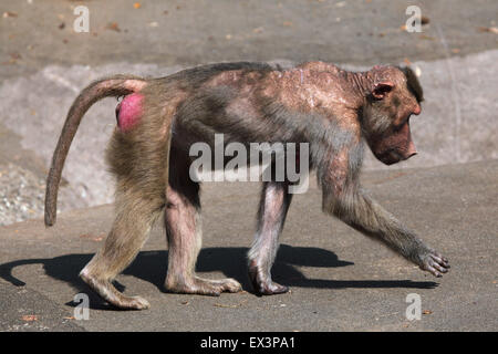 Alte männliche Hamadryas Pavian (Papio Hamadryas) im Frankfurter Zoo in Frankfurt Am Main, Hessen, Deutschland. Stockfoto