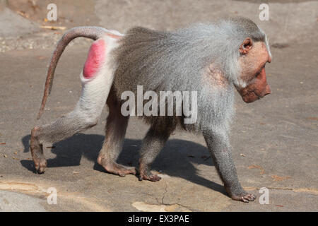 Alte männliche Hamadryas Pavian (Papio Hamadryas) im Frankfurter Zoo in Frankfurt Am Main, Hessen, Deutschland. Stockfoto