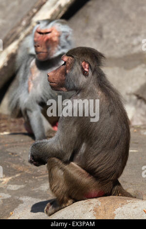 Hamadryas Paviane (Papio Hamadryas) im Frankfurter Zoo in Frankfurt Am Main, Hessen, Deutschland. Stockfoto