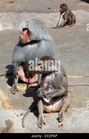 Hamadryas Paviane (Papio Hamadryas) im Frankfurter Zoo in Frankfurt Am Main, Hessen, Deutschland. Stockfoto