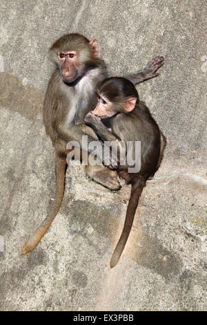 Junge Hamadryas Paviane (Papio Hamadryas) im Frankfurter Zoo in Frankfurt Am Main, Hessen, Deutschland. Stockfoto