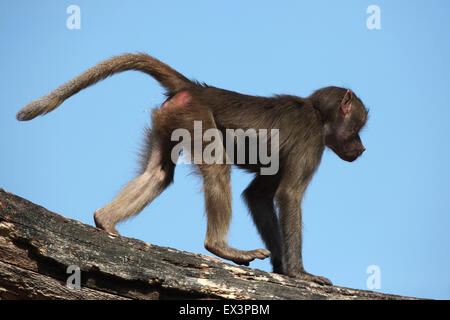 Hamadryas Pavian (Papio Hamadryas) im Frankfurter Zoo in Frankfurt Am Main, Hessen, Deutschland. Stockfoto