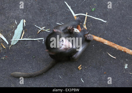 Junge Hamadryas Pavian (Papio Hamadryas) im Frankfurter Zoo in Frankfurt Am Main, Hessen, Deutschland. Stockfoto