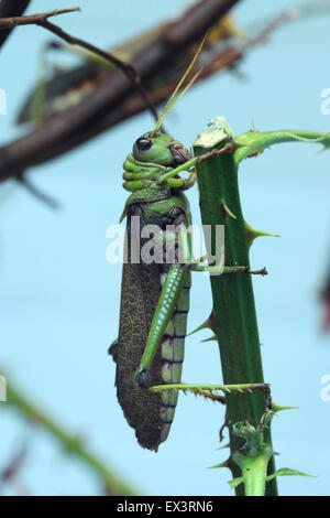 Riesige Heuschrecke (Tropidacris Collaris) im Frankfurter Zoo in Frankfurt Am Main, Hessen, Deutschland. Stockfoto