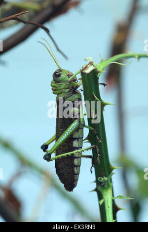 Riesige Heuschrecke (Tropidacris collaris). Stockfoto