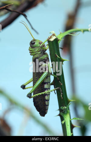 Riesige Heuschrecke (Tropidacris Collaris) im Frankfurter Zoo in Frankfurt Am Main, Hessen, Deutschland. Stockfoto