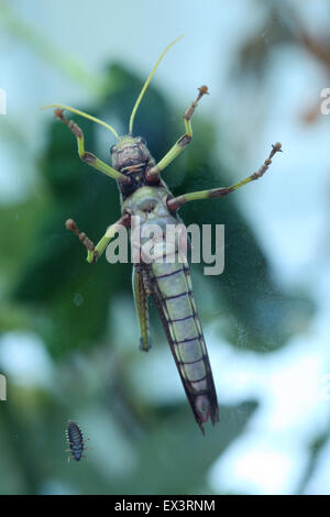 Riesige Heuschrecke (Tropidacris Collaris) im Frankfurter Zoo in Frankfurt Am Main, Hessen, Deutschland. Stockfoto