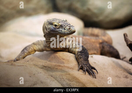 Komodo-Waran (Varanus Komodoensis) im Frankfurter Zoo in Frankfurt Am Main, Hessen, Deutschland. Stockfoto