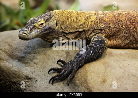 Komodo-Waran (Varanus Komodoensis) im Frankfurter Zoo in Frankfurt Am Main, Hessen, Deutschland. Stockfoto