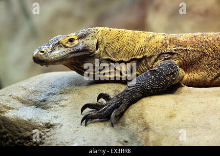 Komodo-Waran (Varanus Komodoensis) im Frankfurter Zoo in Frankfurt Am Main, Hessen, Deutschland. Stockfoto